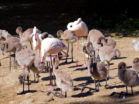 FlamingoKinderstube