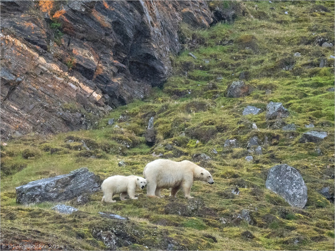 Kongsfjord Eisbären
