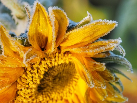 Sonnenblume im ersten Frost