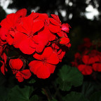 Geranien -