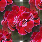 Geranie -