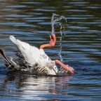 Wasserballett