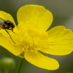 blüte mit besuch 001