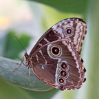 Schmetterling