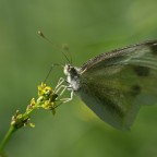 Schmetterling