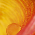 Wassertropfen im Inneren einer Tulpe