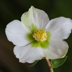 Christrose