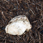 Muscheln - Austern am Limfjord