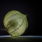 Physalis