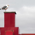 Die Möwe auf dem roten Blechdach