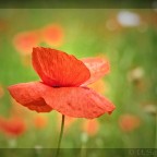 Mohnblume