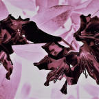 Aus der Reihe tanzen - Rhododendron -