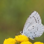 Schmetterling