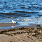 Möwe