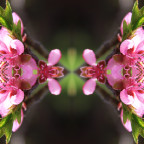 PFIRSICHBLÜTEN -