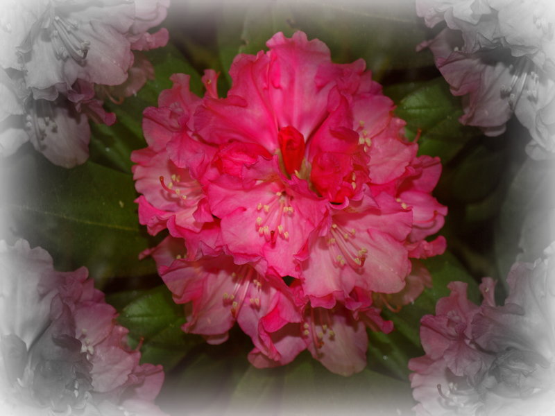 Kleine Spielerei mit der Rhododendron - Blüte -