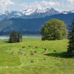 Unterwegs in Bayern Blick auf den Forggensee