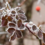 Rosenblätter im Reif