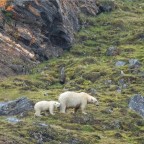 Kongsfjord Eisbären