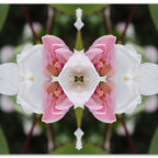 Rhododendron - gespiegelt -