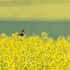 Braunkehlchen im Rapsfeld