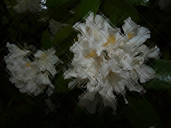 Nach dem Regen - Experimente - Rhododendron -