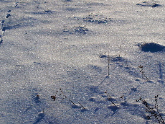 Spuren im Schnee -