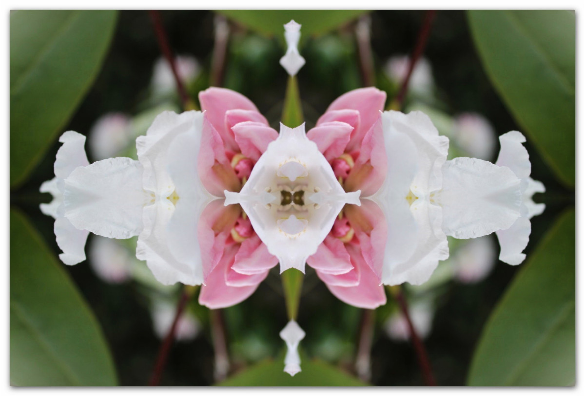 Rhododendron - gespiegelt -