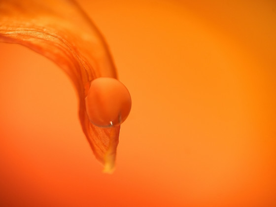 Wassertropfen am Ende eines Tulpenblatts