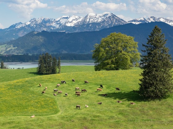 Unterwegs in Bayern Blick auf den Forggensee